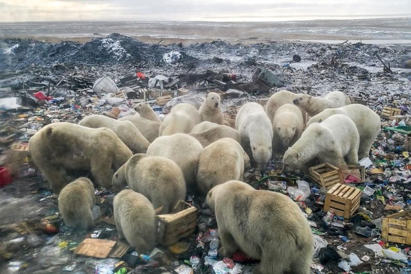 Osos polares se alimentan en un basurero cerca de la aldea de Belushya Guba, en el remoto archipiélago de Novaya Zemlya, en el norte de Rusia. Alexander GRIR / AFP